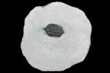 Pseudocryphaeus (Cryphina) Trilobite - Lghaft, morocco #125182-1